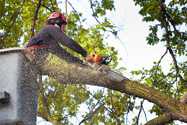 Wauna, WA Tree Service Company